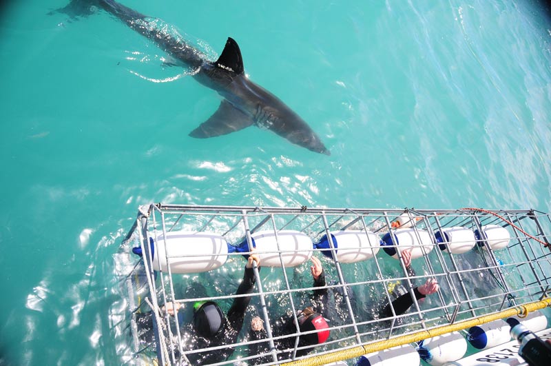 Great Shark Cage Diving 