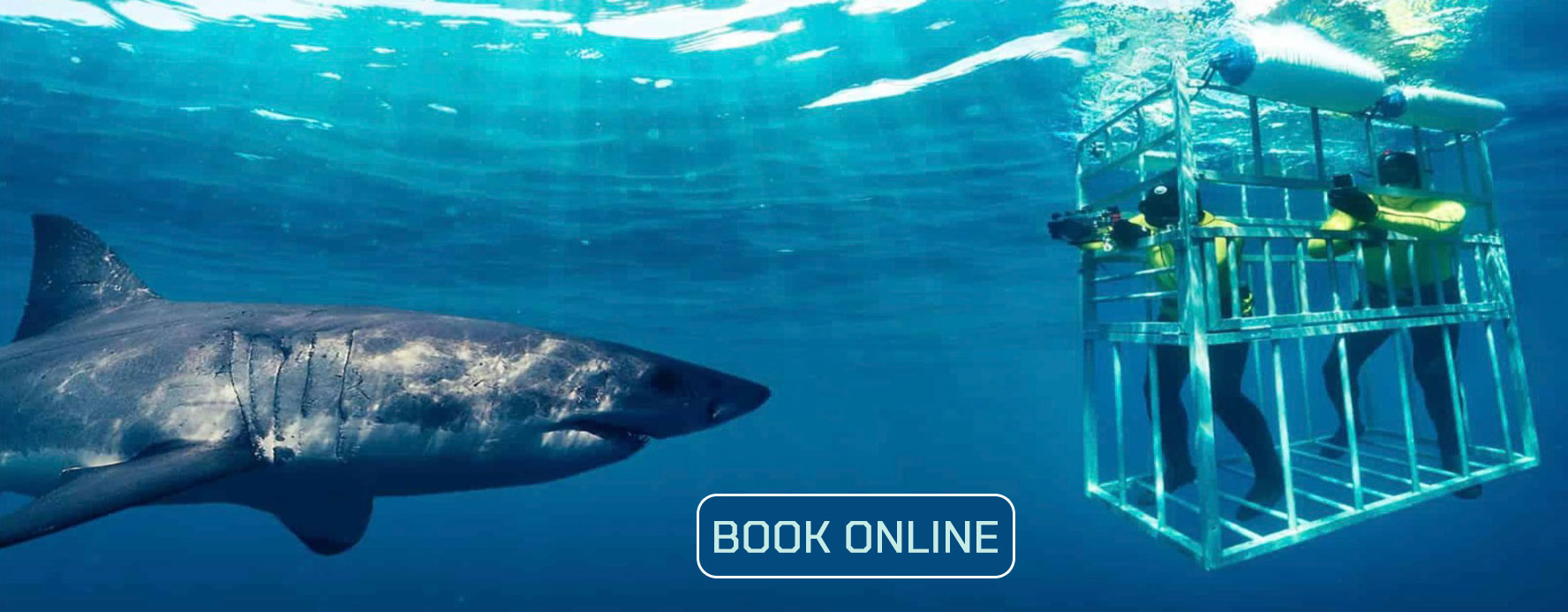 Shark Cage Diving Booking