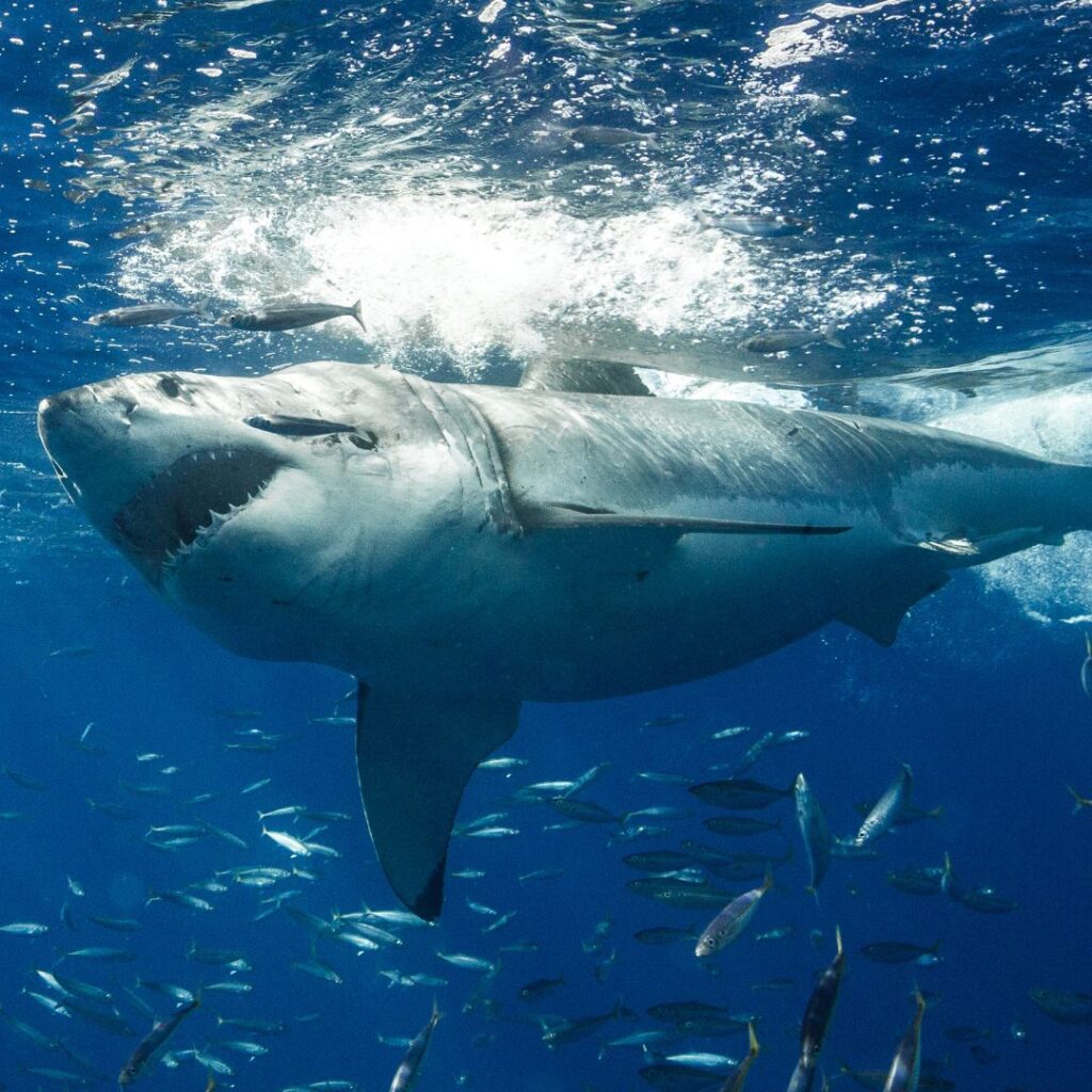 diving with sharks