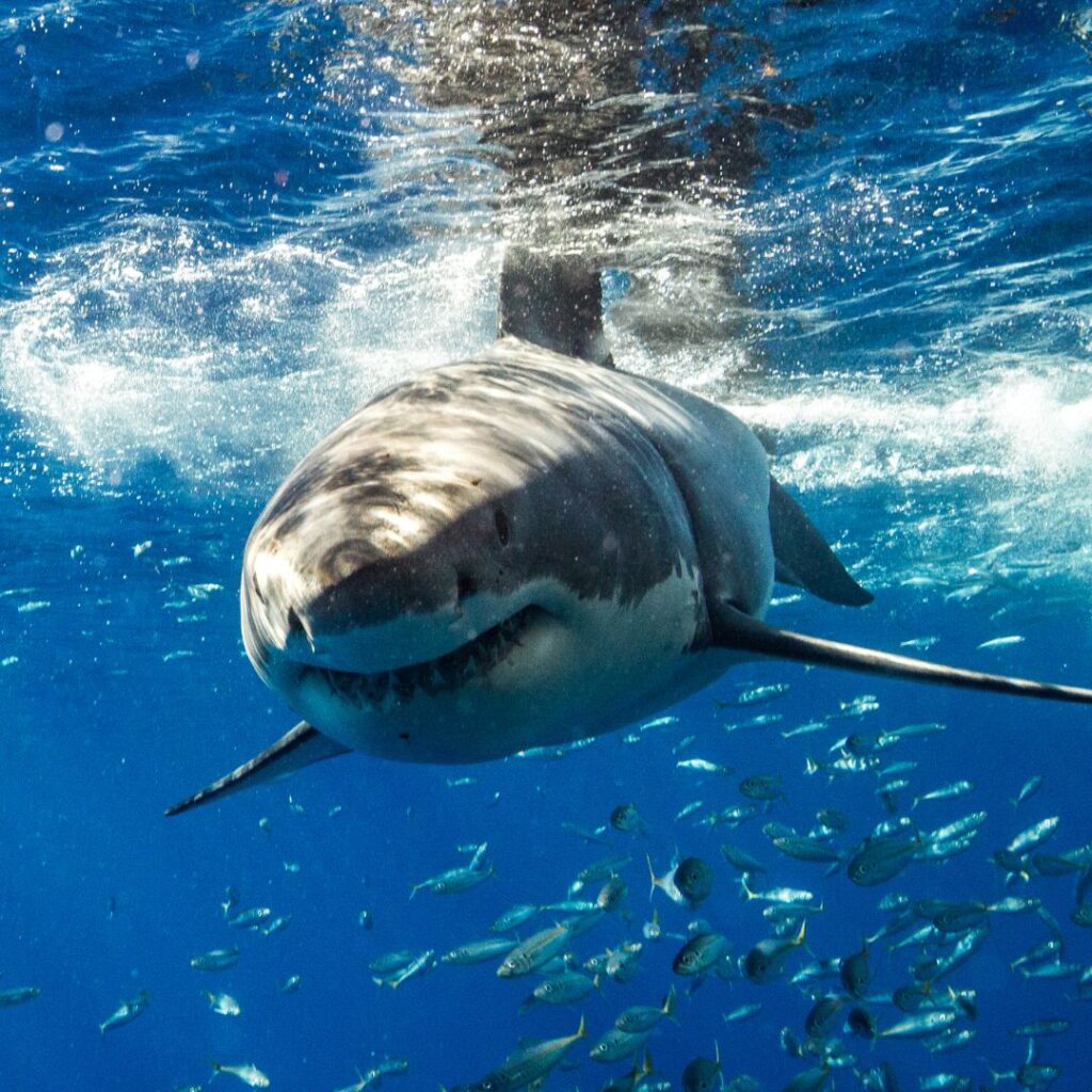 diving with sharks 2