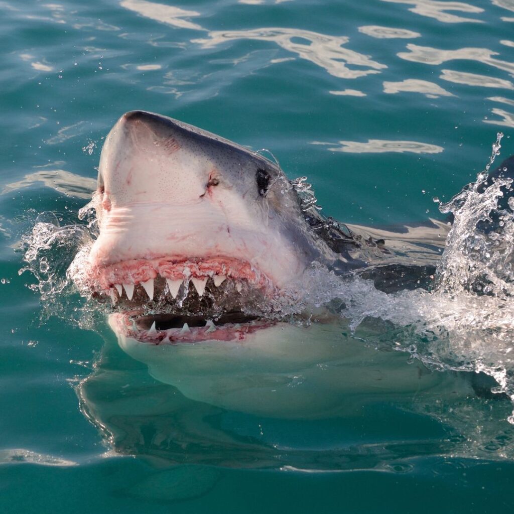 great white shark