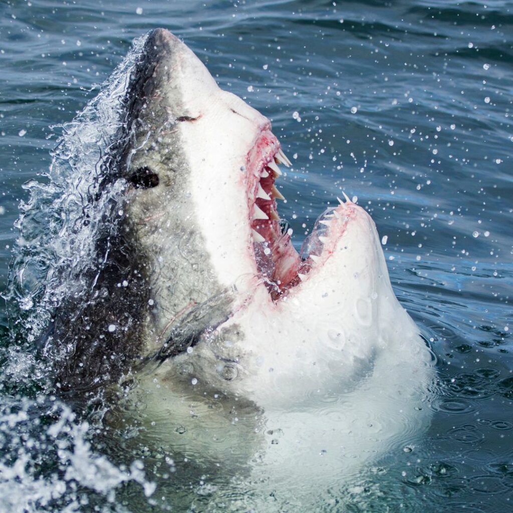 great white shark 2