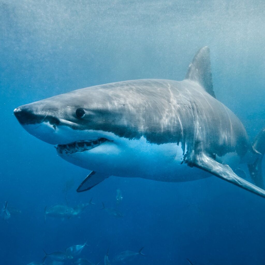 great white shark 3