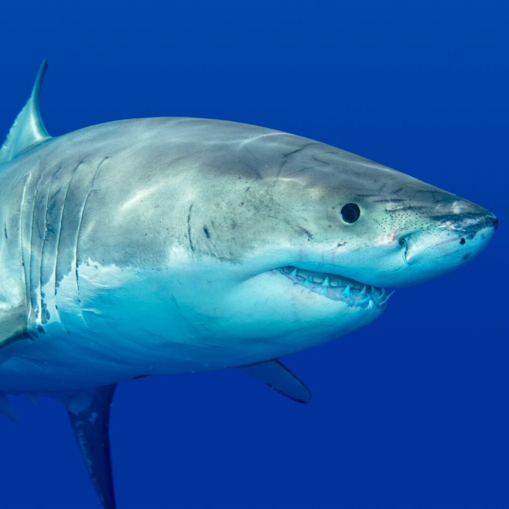 great white shark 4