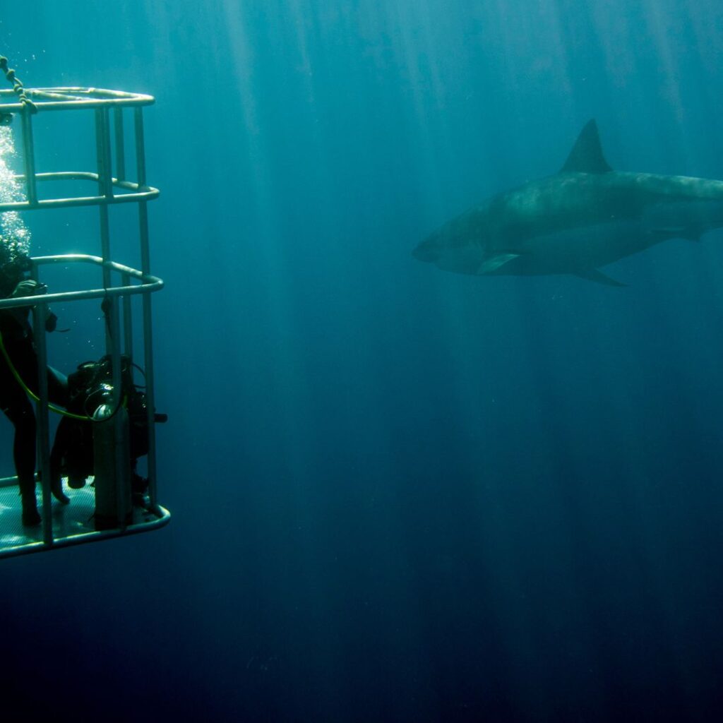 shark cage diving