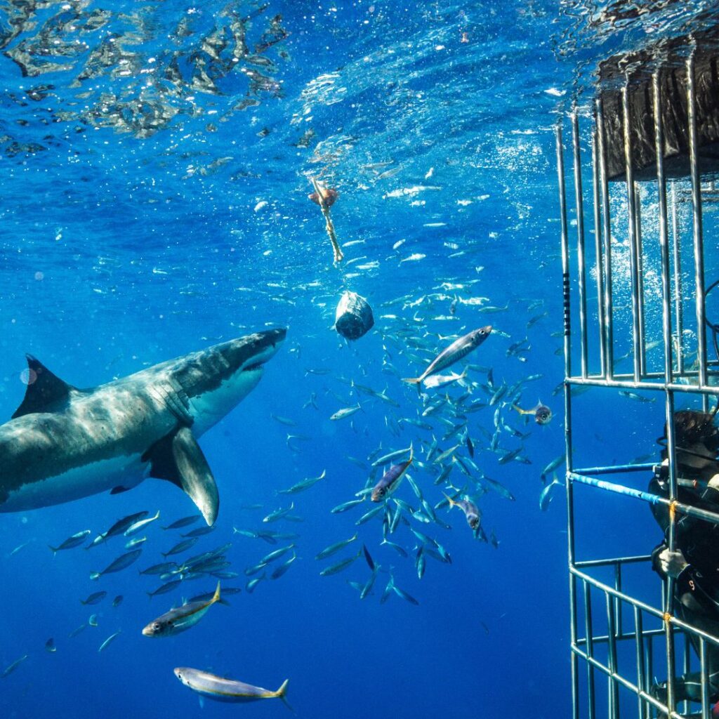 shark cage diving 2