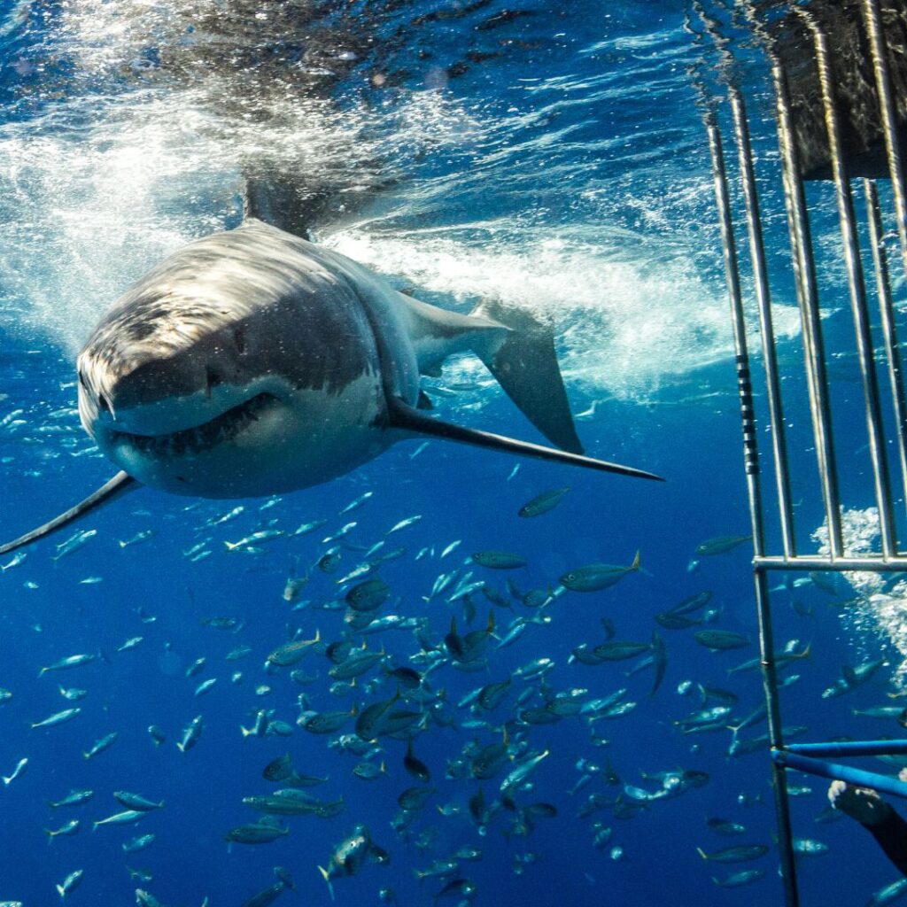 shark cage diving in Gansbaai