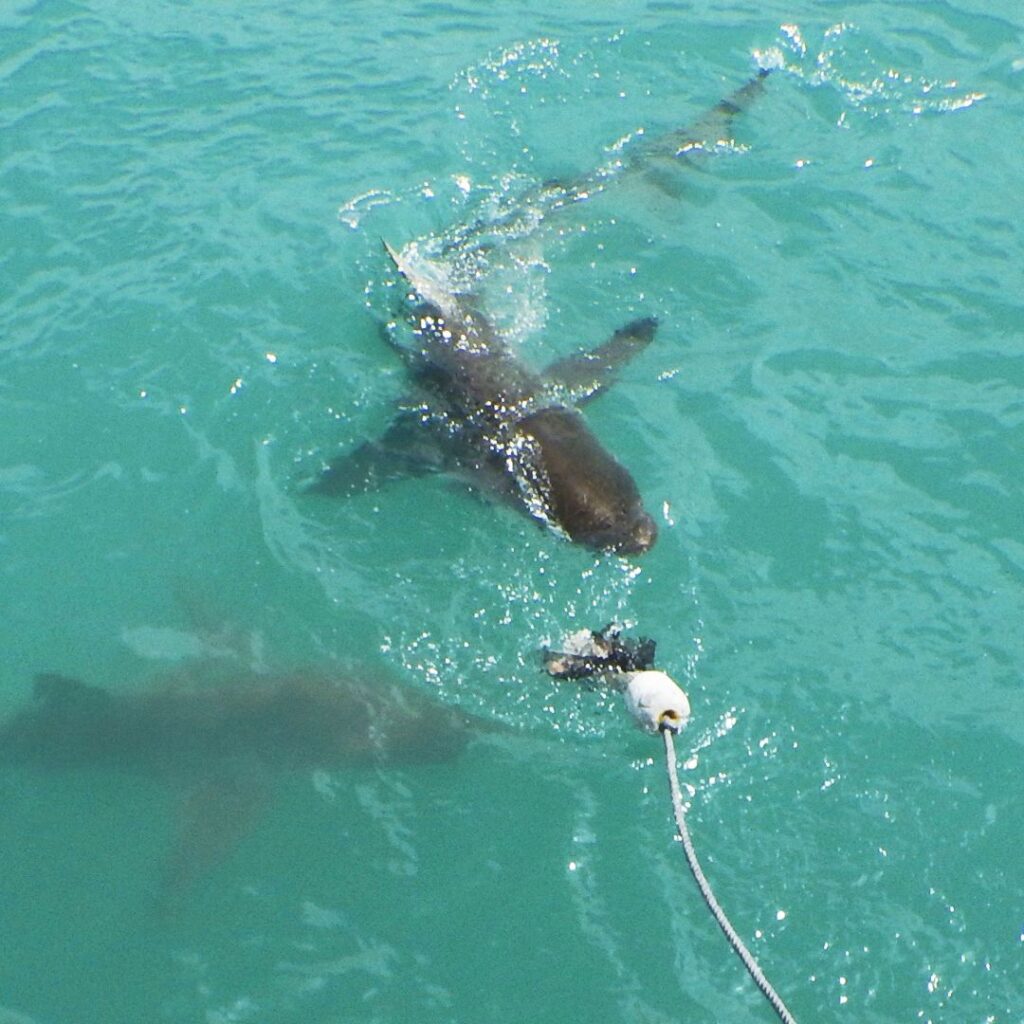 shark cage diving 4