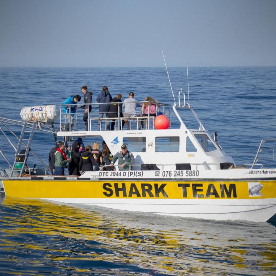 Shark Cage Diving Trip 3 Shark Team boat for shark cage diving trip in Gansbaai