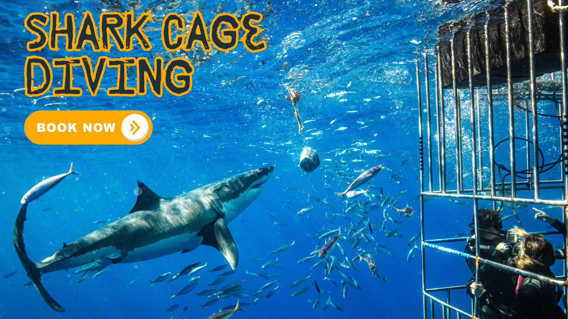 shark cage diving prices