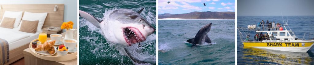 Gansbaai Accommodation shark diving